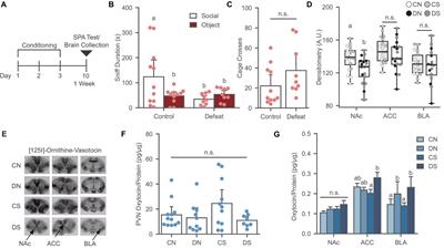 Limbic oxytocin receptor expression alters molecular signaling and social avoidance behavior in female prairie voles (Microtus ochrogaster)
